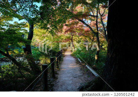 公園裡的長廊，秋天的樹葉已經開始變色 120501242