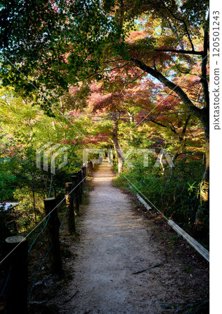 公園裡的長廊,秋天的樹葉已經開始變色 公園裡的長廊,秋天的樹葉已經開始變色 120501243