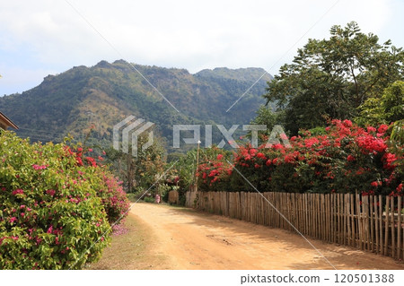 寮國鄉村道路,紅色九重葛盛開 寮國鄉村道路,紅色九重葛盛開 120501388