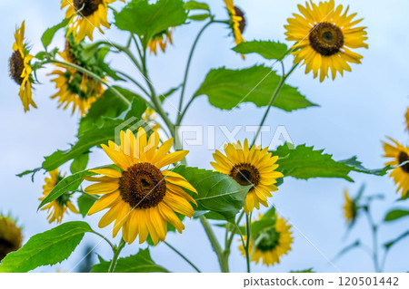 盛夏的向日葵在強風中搖曳 120501442