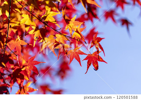 秋天的天守閣自然公園,秋葉,宮城縣仙台市 秋天的天守閣自然公園,秋葉,宮城縣仙台市 120501588