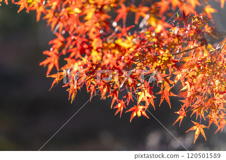 秋天的天守閣自然公園,秋葉,宮城縣仙台市 秋天的天守閣自然公園,秋葉,宮城縣仙台市 120501589