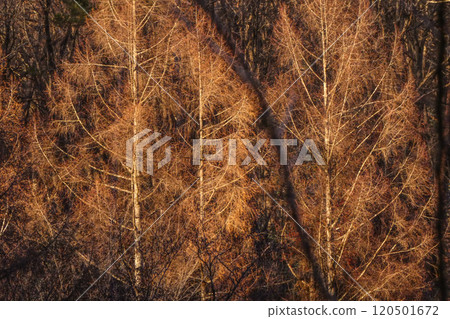 Winter larch trees at Lake Iwato, Morioka City, Iwate Prefecture 120501672
