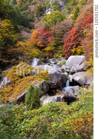 Shosenkyo in autumn 120501702