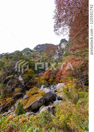 Shosenkyo in autumn 120501742