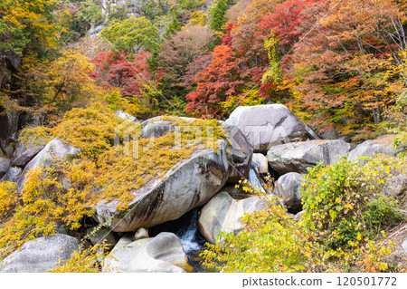 Shosenkyo in autumn 120501772