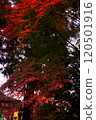 The temple grounds decorated with autumn leaves 120501916