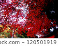 Bright red autumn leaves 120501919