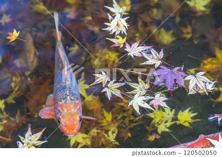 宮城縣仙台市秋季天守閣自然公園、池塘鯉魚和秋葉 120502050