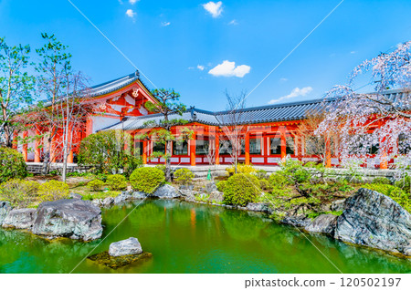 Kyoto: Sanjusangendo Temple garden and East Gate with cherry blossoms in full bloom Kyoto: Sanjusangendo Temple garden and East Gate with cherry blossoms in full bloom 120502197