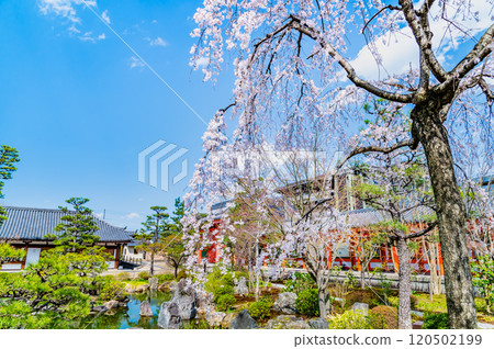 京都、三十三間堂、東大門櫻花盛開 120502199