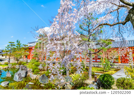 Kyoto: Sanjusangendo Temple garden and East Gate with cherry blossoms in full bloom 120502200