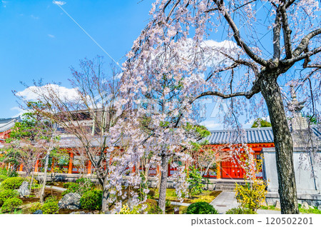 京都、三十三間堂、東大門櫻花盛開 120502201