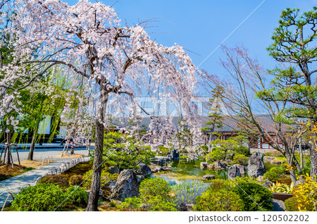 京都、三十三間堂、東大門櫻花盛開 120502202