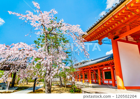 京都、三十三間堂、東大門櫻花盛開 120502204