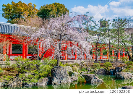 京都、三十三間堂、東大門櫻花盛開 京都、三十三間堂、東大門櫻花盛開 120502208