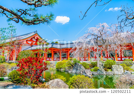 Kyoto: Sanjusangendo Temple garden and East Gate with cherry blossoms in full bloom Kyoto: Sanjusangendo Temple garden and East Gate with cherry blossoms in full bloom 120502211