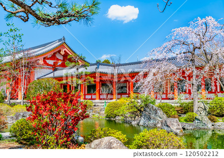 Kyoto: Sanjusangendo Temple garden and East Gate with cherry blossoms in full bloom 120502212