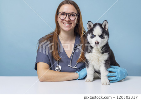Vet smiling with husky puppy on table 120502317