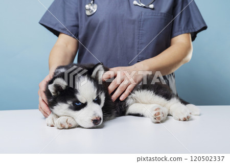 Veterinarian examining husky puppy on table Veterinarian examining husky puppy on table 120502337