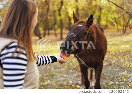 Girl feeding horse with red apple outdoors Girl feeding horse with red apple outdoors 120502345