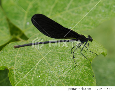 Hagorotorbo Hagorotorbo 120502378