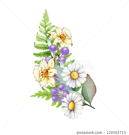 Springtime floral decor from primrose garden flowers vintage style illustration. Hand drawn daffodil, daisy flower elegant decor on white background. For holiday festive decor and seasonal designs Springtime floral decor from primrose garden flowers vintage style illustration. Hand drawn daffodil, daisy flower elegant decor on white background. For holiday festive decor and seasonal designs 120502715