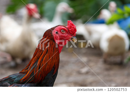 The fighting cock in garden nature farm 120502753