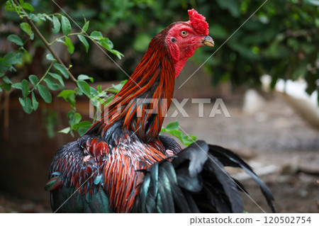 The fighting cock in garden nature farm 120502754