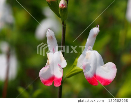 河邊的櫻花鼠尾草花與花蕾(熱唇花特寫) 河邊的櫻花鼠尾草花與花蕾(熱唇花特寫) 120502968
