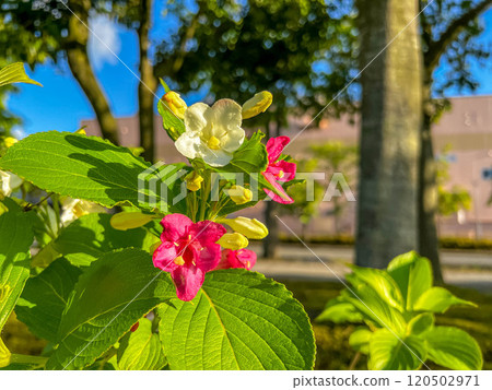 斜射的陽光和可愛的德意志花 120502971