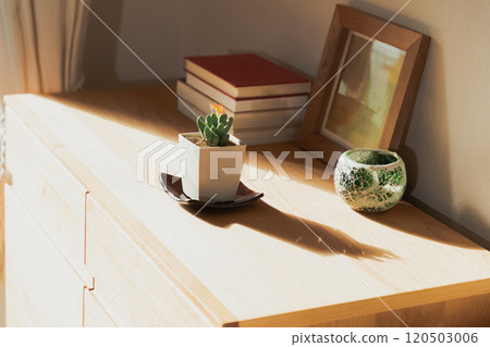 Houseplants to decorate your space Houseplants to decorate your space 120503006