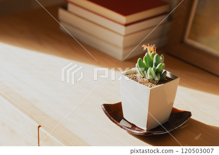 觀賞植物來裝飾您的空間 120503007