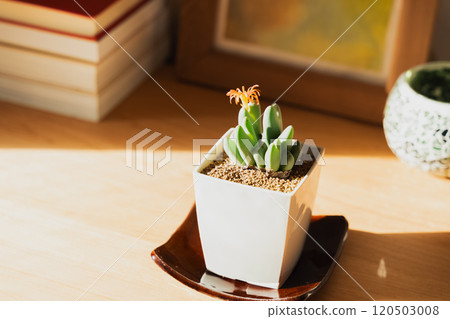 Houseplants to decorate your space 120503008