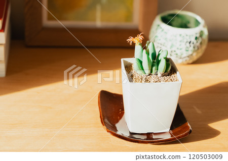 觀賞植物來裝飾您的空間 120503009