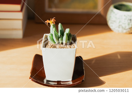 觀賞植物來裝飾您的空間 120503011