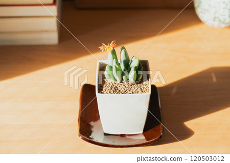 觀賞植物來裝飾您的空間 120503012