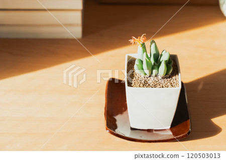 觀賞植物來裝飾您的空間 120503013