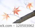 Maple leaves and branches turn a transparent orange in the sunlight 120503062