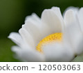 A close-up of a daisy beginning to open its petals 120503063