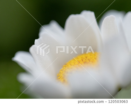已經開始開放花瓣的雛菊的特寫鏡頭 120503063