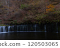 Orange autumn leaves and Shiraito Falls 120503065