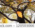 Yellow and orange autumn leaves on cherry trees and orange autumn leaves shining in the sunlight 120503066