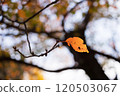 Leaves and branches turn orange in the sunlight 120503067