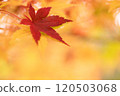 Red maple leaves stand out against a yellow background 120503068