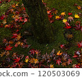 Fallen maple leaves in red, yellow, orange and brown on the mossy ground at the base of a tree 120503069