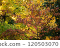 Yellow, orange, or green leaves 120503070