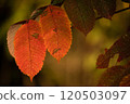 The bright orange autumn leaves illuminated by the light 120503097
