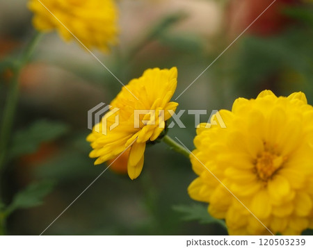 Yellow chrysanthemums blooming in an autumn flowerbed 120503239