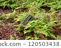 蕨類植物的風景 120503438